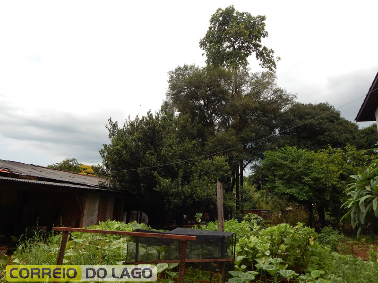 Melhor visualização da Castanheira. Árvore nativa da região Amazônica Brasileira. Parece que adaptou perfeitamente ao nosso clima, solo e relevo.