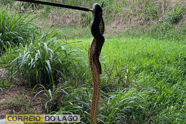 Ação do IAT permitiu o retorno à natureza de uma jiboia de 1,60 metro
Foto: IAT Umuarama