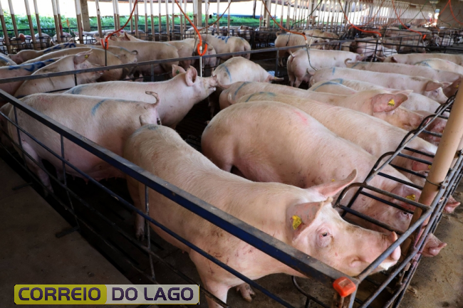 O Paraná foi o estado que mais investiu em 2023 na importação de suínos de alto valor genético, que ajudam no aprimoramento do rebanho (Foto: Ari Dias/AEN )