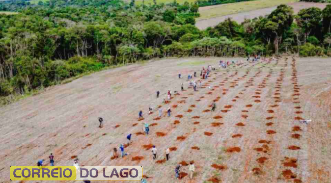 Área de reflorestamento em assentamento em Rio Bonito do Iguaçu - Foto: Thiarles França