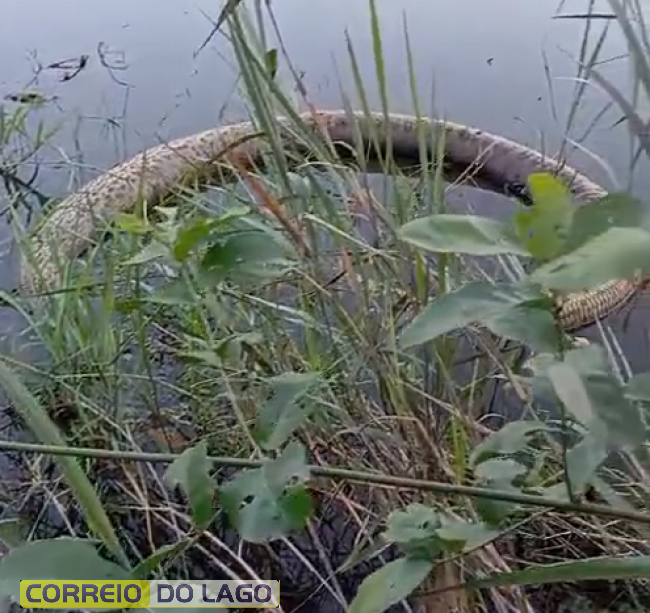 Sucuri é encontrada morta no lago em Entre Rios do Oeste | CORREIO DO LAGO