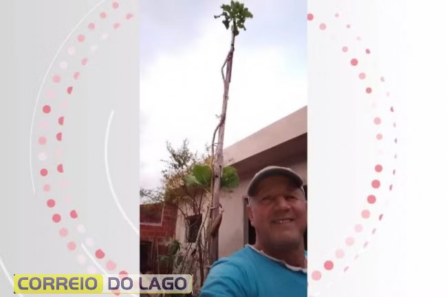 Pé de couve do Milton, em Cianorte, chegou a 6 metros de altura — Foto: Cedida/ Milton Borges Gonçalves