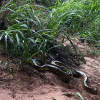 Ação do IAT permitiu o retorno à natureza de uma jiboia de 1,60 metro
Foto: IAT Umuarama